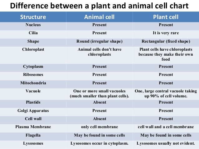 Differences Between Plant And Animal Cells Chart