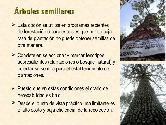 2. fuentes semilleras