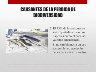 CAUSANTES DE LA PERDIDA DE
BIODIVERSIDAD
3. El 75% de las pesquerías
son explotadas en exceso.
Especies como el bacalao
ya están amenazadas.
Si no cambiamos a un uso
sostenible, no quedarán
peces para nuestros nietos.
 