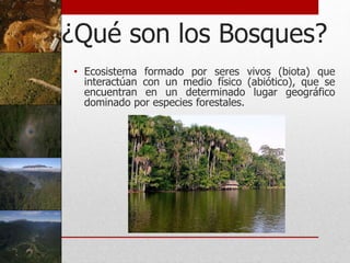 ¿Qué son los Bosques?
• Ecosistema formado por seres vivos (biota) que
interactúan con un medio físico (abiótico), que se
encuentran en un determinado lugar geográfico
dominado por especies forestales.
 