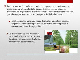  Los bosques pueden hallarse en todas las regiones capaces de mantener el
crecimiento de árboles, hasta la línea de árboles, excepto donde la
frecuencia de fuego natural es demasiado alta, o donde el ambiente ha sido
perjudicado por procesos naturales o por actividades humanas.
 La mayor parte de esta biomasa se
halla en el subsuelo en los sistemas
de raíces y como detritos de plantas
parcialmente descompuestos.
 Los bosques son a menudo hogar de muchos animales y especies
de plantas, y la biomasa por área de unidad es alta comparada a
otras comunidades de vegetación.
 