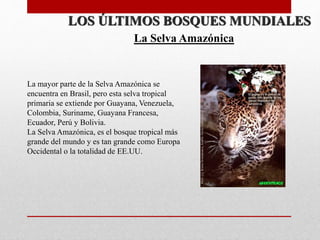 LOS ÚLTIMOS BOSQUES MUNDIALES
La Selva Amazónica
La mayor parte de la Selva Amazónica se
encuentra en Brasil, pero esta selva tropical
primaria se extiende por Guayana, Venezuela,
Colombia, Suriname, Guayana Francesa,
Ecuador, Perú y Bolivia.
La Selva Amazónica, es el bosque tropical más
grande del mundo y es tan grande como Europa
Occidental o la totalidad de EE.UU.
 