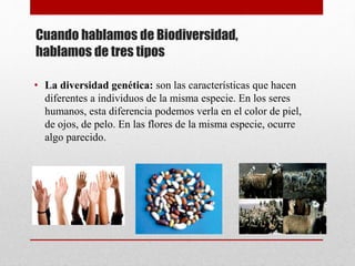 Cuando hablamos de Biodiversidad,
hablamos de tres tipos
• La diversidad genética: son las características que hacen
diferentes a individuos de la misma especie. En los seres
humanos, esta diferencia podemos verla en el color de piel,
de ojos, de pelo. En las flores de la misma especie, ocurre
algo parecido.
 