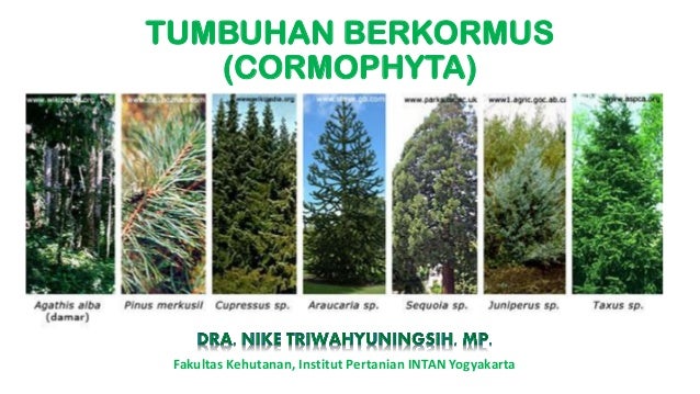 2. tumbuhan berkormus