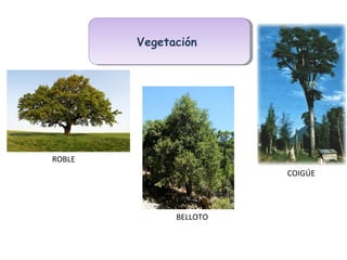 VegetaciónVegetación
ROBLE
COIGÚE
BELLOTO
