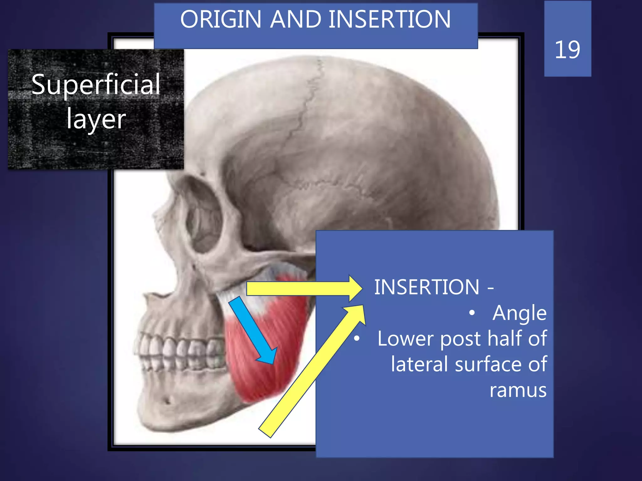 muscles of mastication, dental applications | PPTX