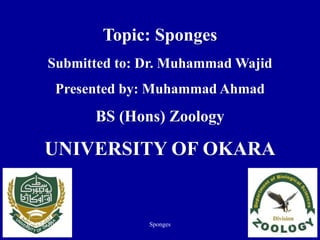 Topic: Sponges
Submitted to: Dr. Muhammad Wajid
Presented by: Muhammad Ahmad
BS (Hons) Zoology
UNIVERSITY OF OKARA
07-Dec-2016 Sponges 1
 