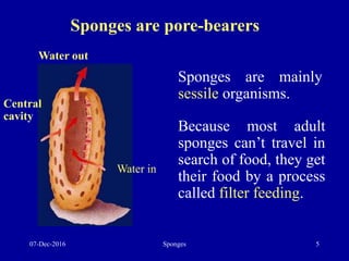 Sponges | PPTX