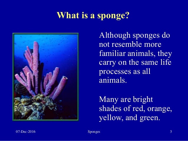 how far do sponges move around how far do sponges move around