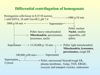 Homogenize cells/tissue in 0.25 M sucrose,
1 mM EDTA, 10 mM Tris-HCl, pH 7.4
1000 g/10 min
Supernatant
Pellet: nuclear
Nuclei, smaller
organelles, cell
debris
3000 g/10 min
Pellet: heavy mitochondrial
Mitochondria, peroxisomes,
lysosomes, nuclei
15-20,000 g/ 10 min Pellet: light mitochondrial
Mitochondria, lysosomes,
peroxisomes, rough ER
100,000 g/60 min
Pellet: microsomal Smooth/rough ER,
plasma membrane, Golgi, TGN, ERGIC,
exocytic and transport vesicles, endosomes
Supernatant:
Cytosol
Supernatant
Supernatant
Differential centrifugation of homogenate
 