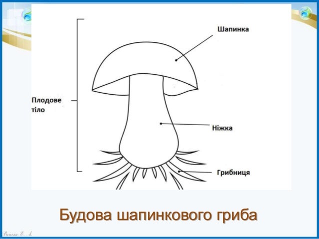 Строение гриба 4 класс. Строение гриба 4 класс