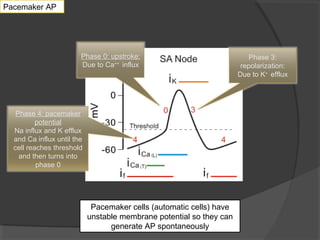 2. antiarrhythmic drugs_ | PPT