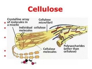 Cellulose
• Polysaccharide found in plant cell walls
• For humans cellulose is indigestible and
forms dietary fiber
• Made up entirely of β glucoses
– Structure is constrained into straight
microfibrils
• Not an energy source for animals
• Chitin – insect exoskeletons
 