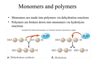 Monomers and polymers
• Monomers are made into polymers via dehydration reactions
• Polymers are broken down into monomers via hydrolysis
reactions
 