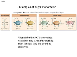 Fig. 3.5
Examples of sugar monomers*
*Remember how C’s are counted
within the ring structures (starting
from the right side and counting
clockwise)
 