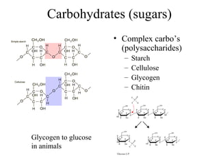 Carbohydrates (sugars)
• Complex carbo’s
(polysaccharides)
– Starch
– Cellulose
– Glycogen
– Chitin
Glycogen to glucose
in animals
 