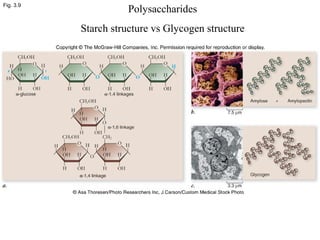 Fig. 3.9
Polysaccharides
Starch structure vs Glycogen structure
 