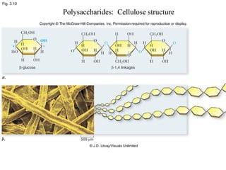 Fig. 3.10
Polysaccharides: Cellulose structure
 
