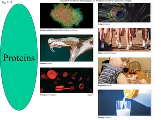 Fig. 3.18
Proteins
 