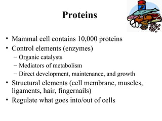 Proteins
• Mammal cell contains 10,000 proteins
• Control elements (enzymes)
– Organic catalysts
– Mediators of metabolism
– Direct development, maintenance, and growth
• Structural elements (cell membrane, muscles,
ligaments, hair, fingernails)
• Regulate what goes into/out of cells
 