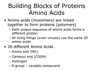 Building Blocks of Proteins
Amino Acids
• Amino acids (monomers) are linked
together to form proteins (polymers)
– Each unique sequence of amino acids forms a
different protein
– All living things (even viruses) use the same 20
amino acids
• 20 different Amino Acids
– Amino end (NH2)
– Carboxyl end (COOH)
– Hydrogen
– R group – variable component
 