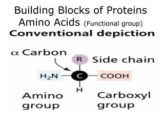 Building Blocks of Proteins
Amino Acids (Functional group)
 