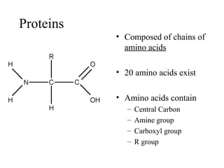 Proteins
• Composed of chains of
amino acids
• 20 amino acids exist
• Amino acids contain
– Central Carbon
– Amine group
– Carboxyl group
– R group
 