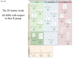 Fig. 3.20
The 20 Amino Acids
All differ with respect
to their R group
 