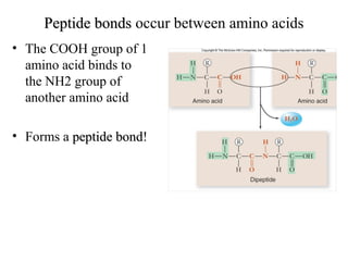 Peptide bondsPeptide bonds occur between amino acids
• The COOH group of 1
amino acid binds to
the NH2 group of
another amino acid
• Forms a peptide bondpeptide bond!
 