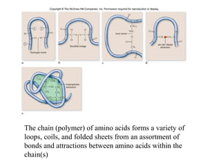 Fig. 3.21
The chain (polymer) of amino acids forms a variety of
loops, coils, and folded sheets from an assortment of
bonds and attractions between amino acids within the
chain(s)
 