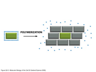 Figure Q2-3 Molecular Biology of the Cell (© Garland Science 2008)
 