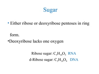 Sugar
• Either ribose or deoxyribose pentoses in ring
form.
•Deoxyribose lacks one oxygen
Ribose sugar: C5H10O5 RNA
d-Ribose sugar: C5H10O4 DNA
 