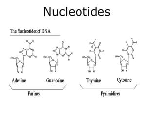 Nucleotides
 
