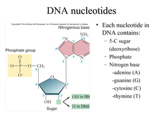 DNA nucleotidesnucleotides
• Each nucleotide in
DNA contains:
– 5-C sugar
(deoxyribose)
– Phosphate
– Nitrogen base
-adenine (A)
-guanine (G)
-cytosine (C)
-thymine (T)
 