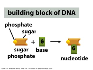 Figure 1-2a Molecular Biology of the Cell, Fifth Edition (© Garland Science 2008)
 