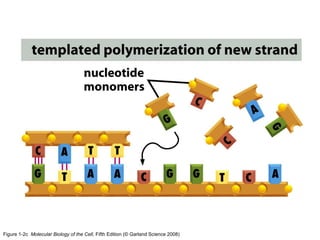 Figure 1-2c Molecular Biology of the Cell, Fifth Edition (© Garland Science 2008)
 
