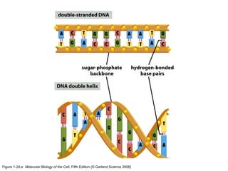 Figure 1-2d,e Molecular Biology of the Cell, Fifth Edition (© Garland Science 2008)
 
