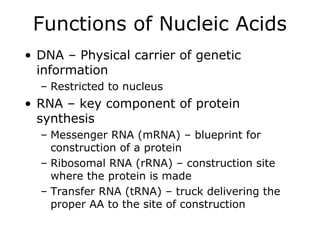 Functions of Nucleic Acids
• DNA – Physical carrier of genetic
information
– Restricted to nucleus
• RNA – key component of protein
synthesis
– Messenger RNA (mRNA) – blueprint for
construction of a protein
– Ribosomal RNA (rRNA) – construction site
where the protein is made
– Transfer RNA (tRNA) – truck delivering the
proper AA to the site of construction
 