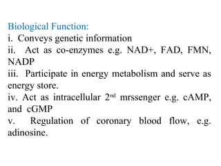 Biological Function:
i. Conveys genetic information
ii. Act as co-enzymes e.g. NAD+, FAD, FMN,
NADP
iii. Participate in energy metabolism and serve as
energy store.
iv. Act as intracellular 2nd
mrssenger e.g. cAMP,
and cGMP
v. Regulation of coronary blood flow, e.g.
adinosine.
 