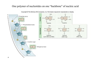Fig. 3.14
One polymer of nucleotides on one “backbone” of nucleic acid
 