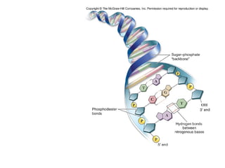 Fig. 3.15
The DNA “double helix”
 