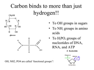 Carbon binds to more than just
hydrogen!!
• To OH groups in sugars
• To NH2 groups in amino
acids
• To H2PO4 groups of
nucleotides of DNA,
RNA, and ATP
Amino acid
OH, NH2, PO4 are called ‘functional groups’!
 