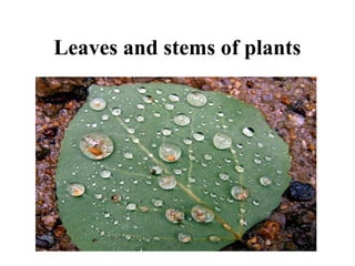Leaves and stems of plants
 
