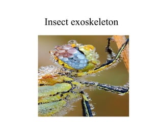 Insect exoskeleton
 