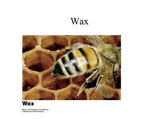 Wax
 