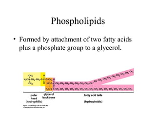 Phospholipids
• Formed by attachment of two fatty acids
plus a phosphate group to a glycerol.
 