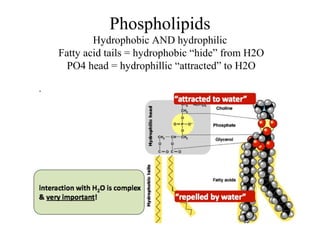 Phospholipids
Hydrophobic AND hydrophilic
Fatty acid tails = hydrophobic “hide” from H2O
PO4 head = hydrophillic “attracted” to H2O
 