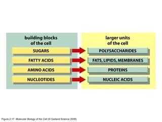 Figure 2-17 Molecular Biology of the Cell (© Garland Science 2008)
 