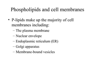 Phospholipids and cell membranes
• P-lipids make up the majority of cell
membranes including:
– The plasma membrane
– Nuclear envelope
– Endoplasmic reticulum (ER)
– Golgi apparatus
– Membrane-bound vesicles
 