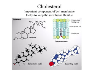 Cholesterol
Important component of cell membrane
Helps to keep the membrane flexible
 